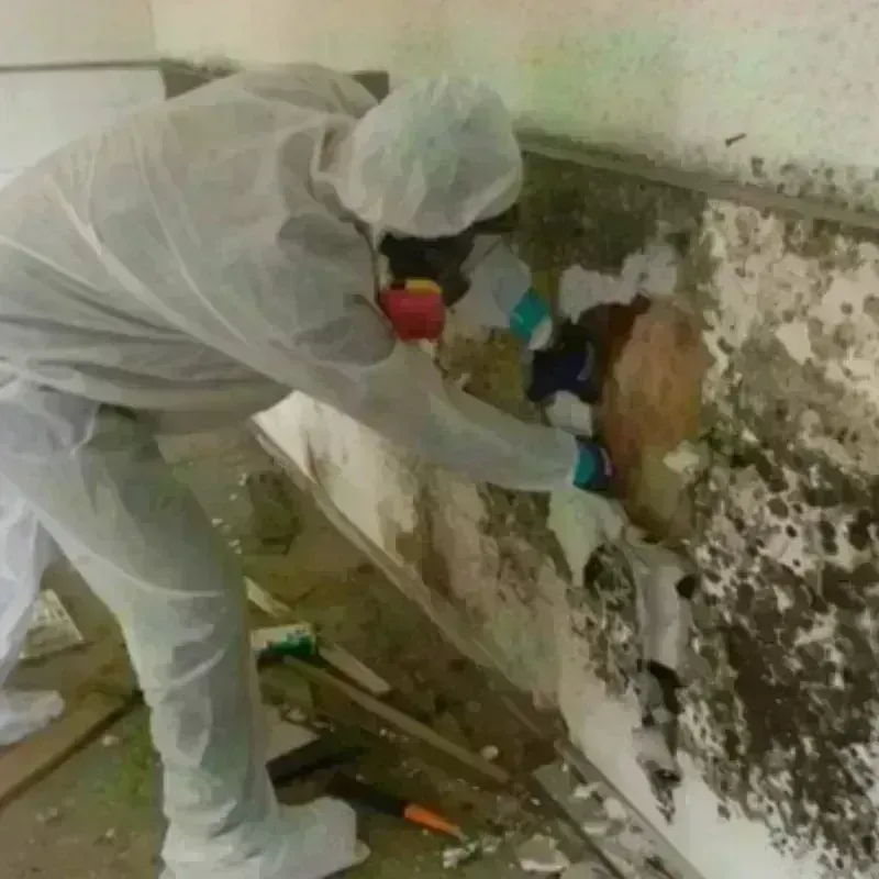 Mold Remediation and Removal in Desert Edge, CA